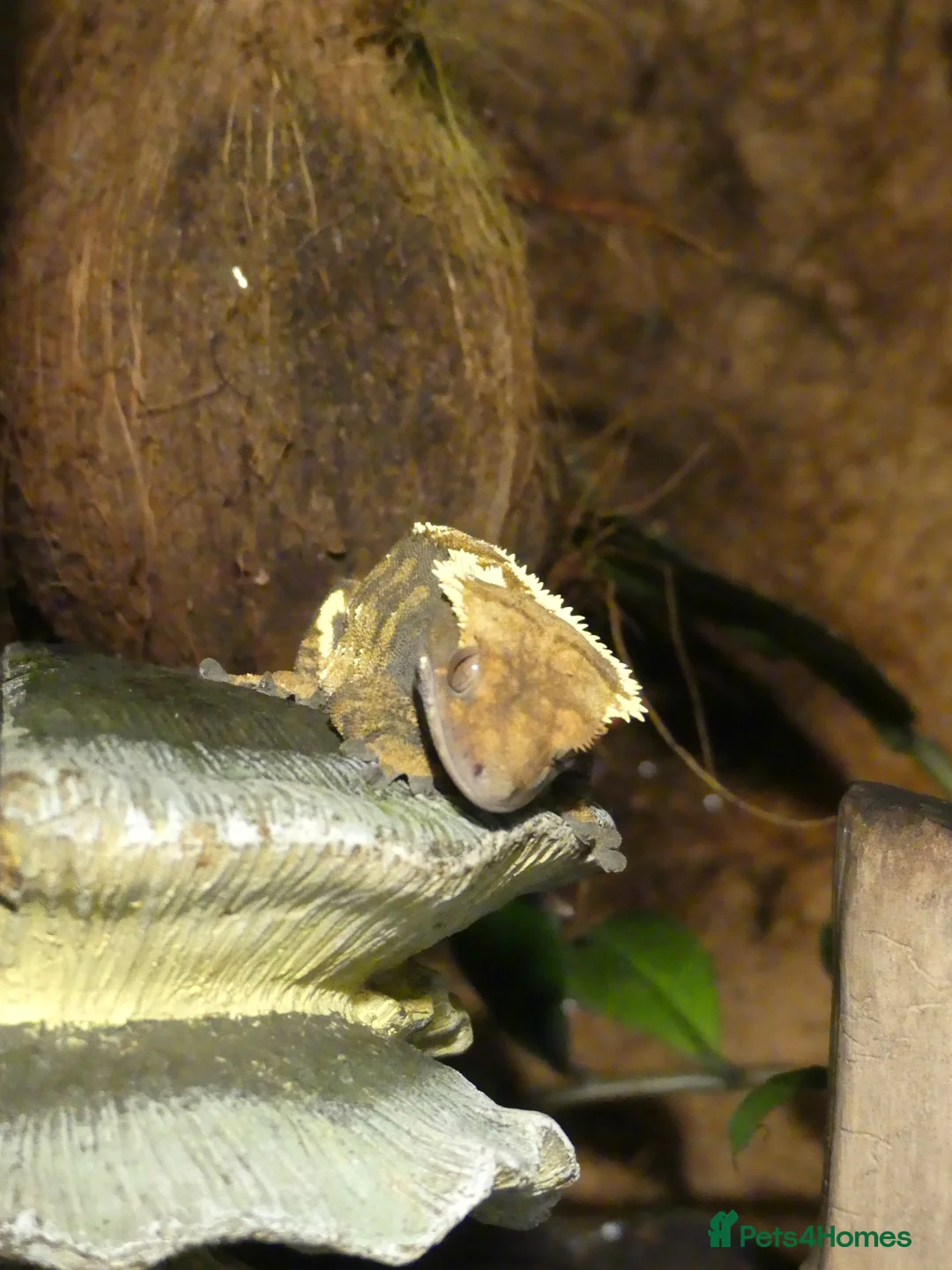 Gecko reptiles for sale: Crested Geckos with bioactive terrarium - Advert 1