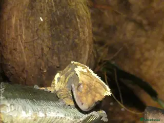 Gecko reptiles Crested Geckos with bioactive terrarium - Advert 1