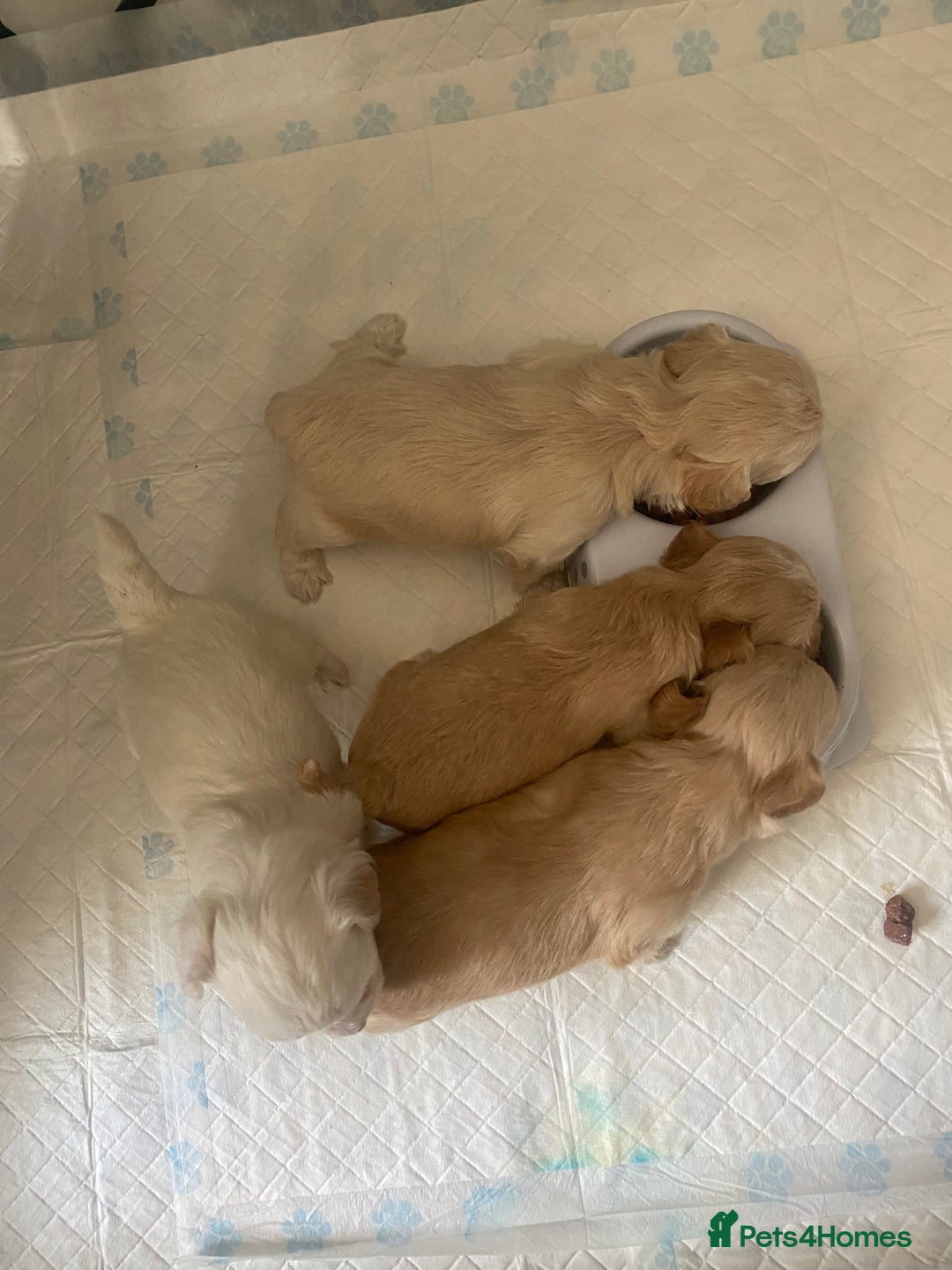 Chipoo dogs for sale: Chipoo Girls 💗 - Image 2