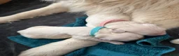 Golden Retriever dogs for sale: Golden Retriever Puppies — Ready from 3rd August - Advert 18