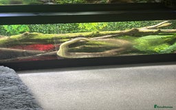 Boa Snake reptiles for sale: Redtail Boa Constrictor  - Image 2