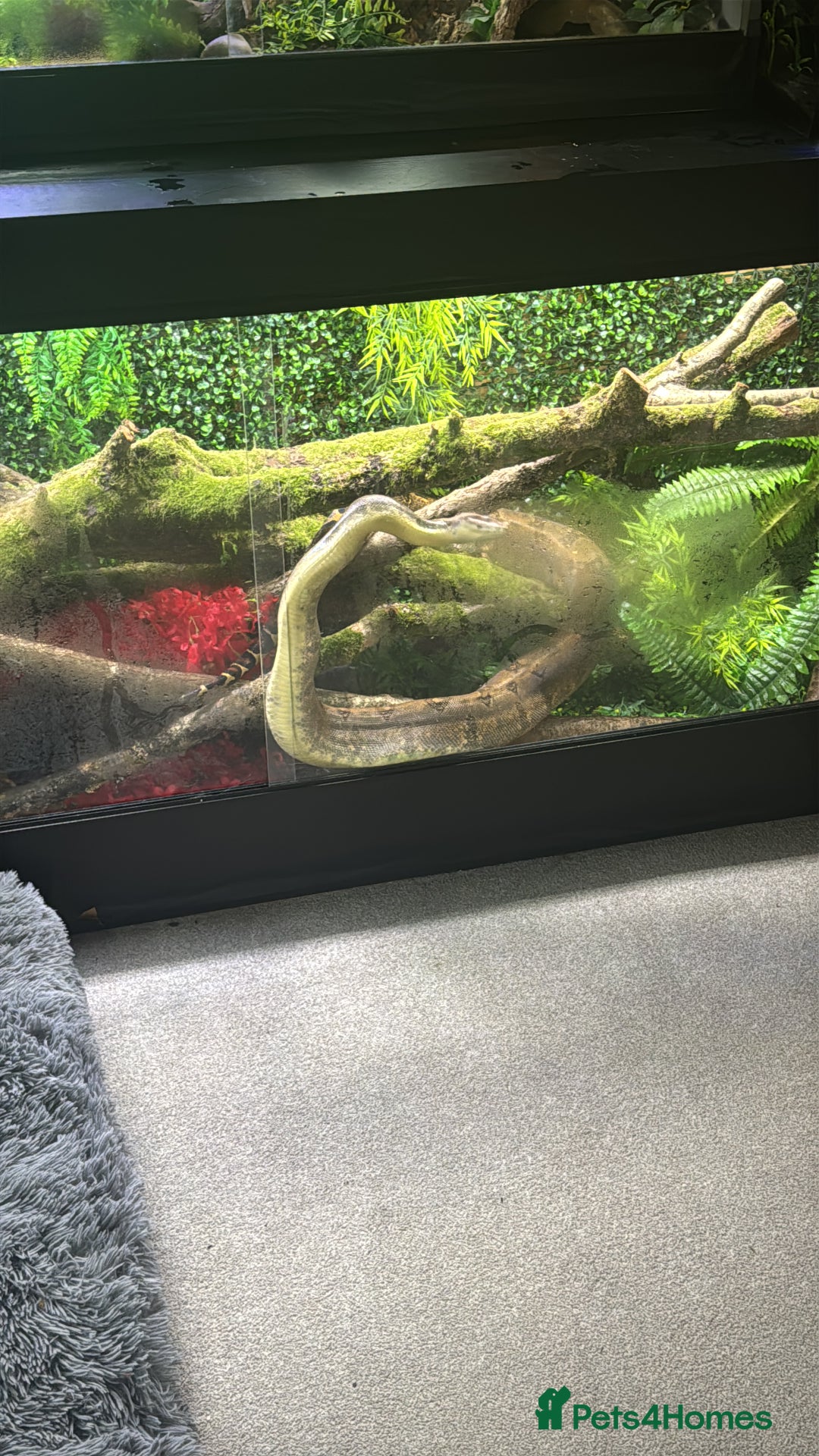 Boa Snake reptiles for sale: Redtail Boa Constrictor  - Image 2