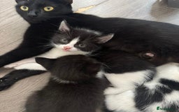 Domestic Shorthair cats for sale: 10 week old kitten | Ready to collect ASAP - Image 7