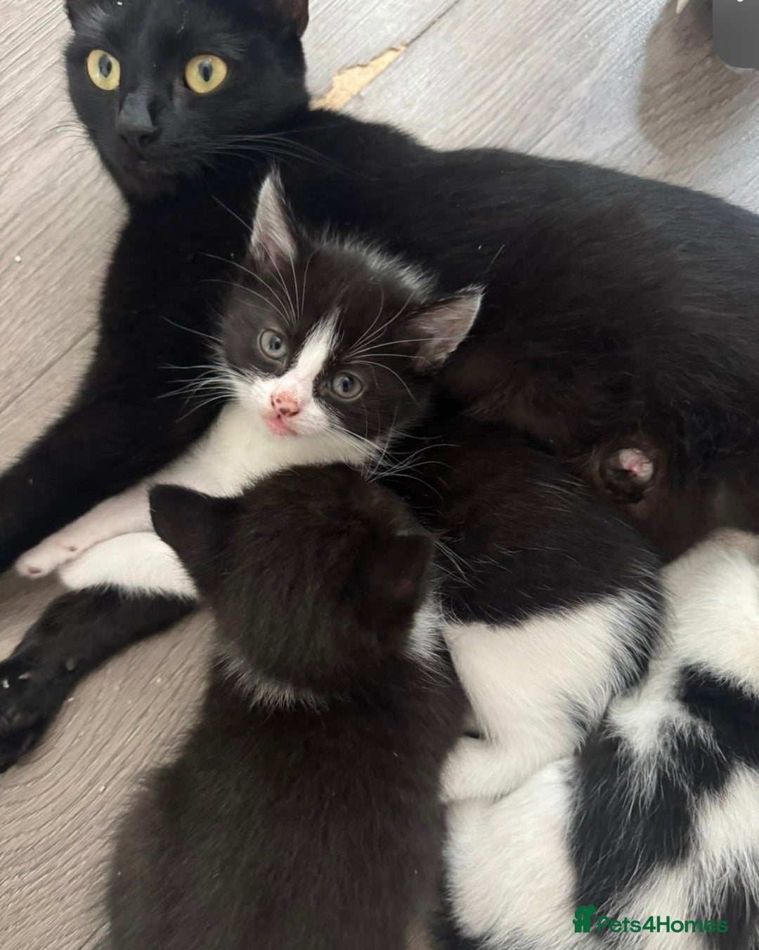 Domestic Shorthair cats for sale: 10 week old kitten | Ready to collect ASAP - Image 7