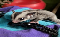 Sugar Glider rodents for sale: Sugar glider joeys SOLD. More OOP soon - Advert 4