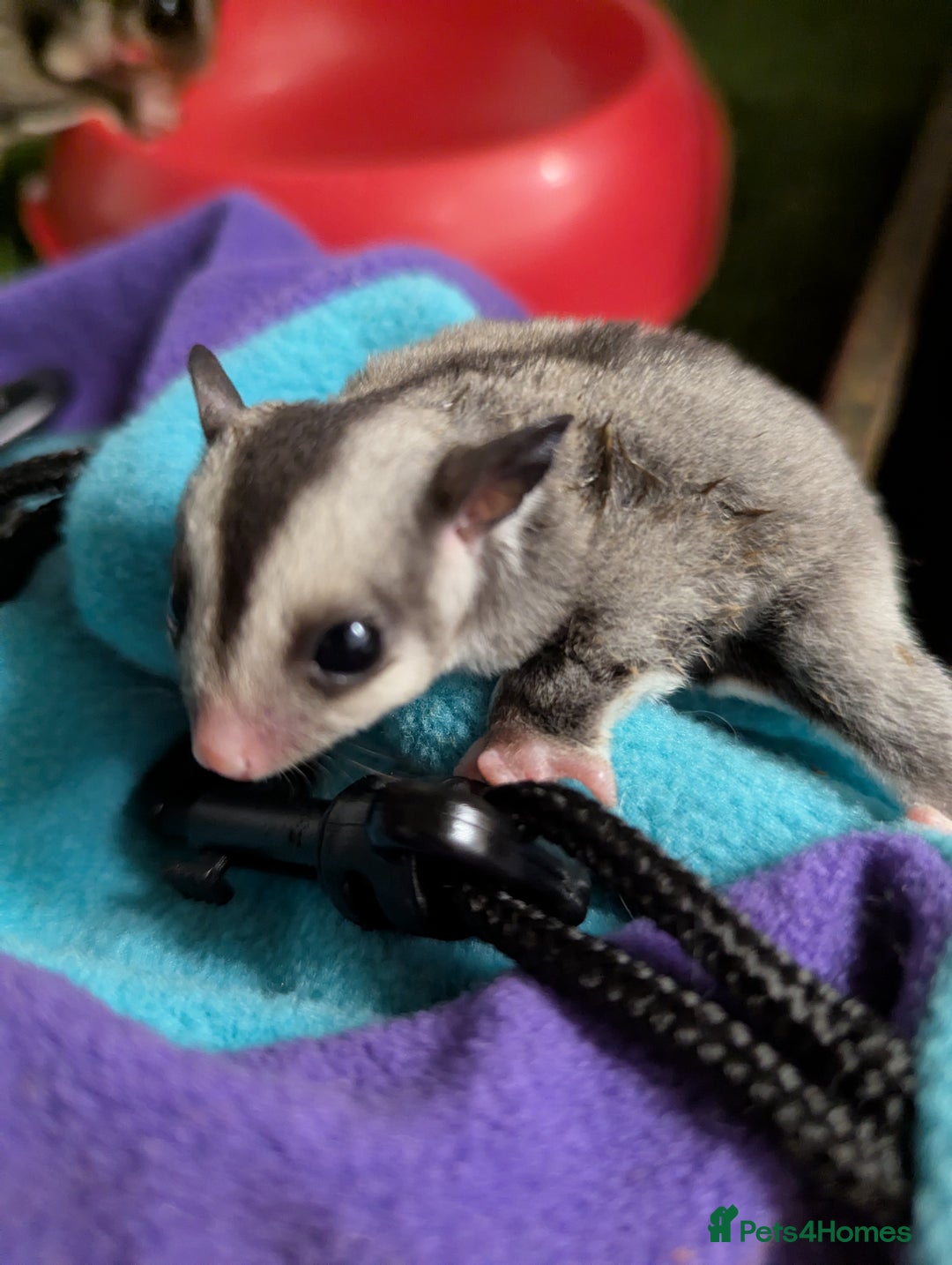 Sugar Glider rodents for sale: Sugar glider joeys SOLD. More OOP soon - Advert 4