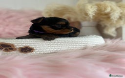 Yorkshire Terrier dogs for sale: 4 boys available  in London - Image 5