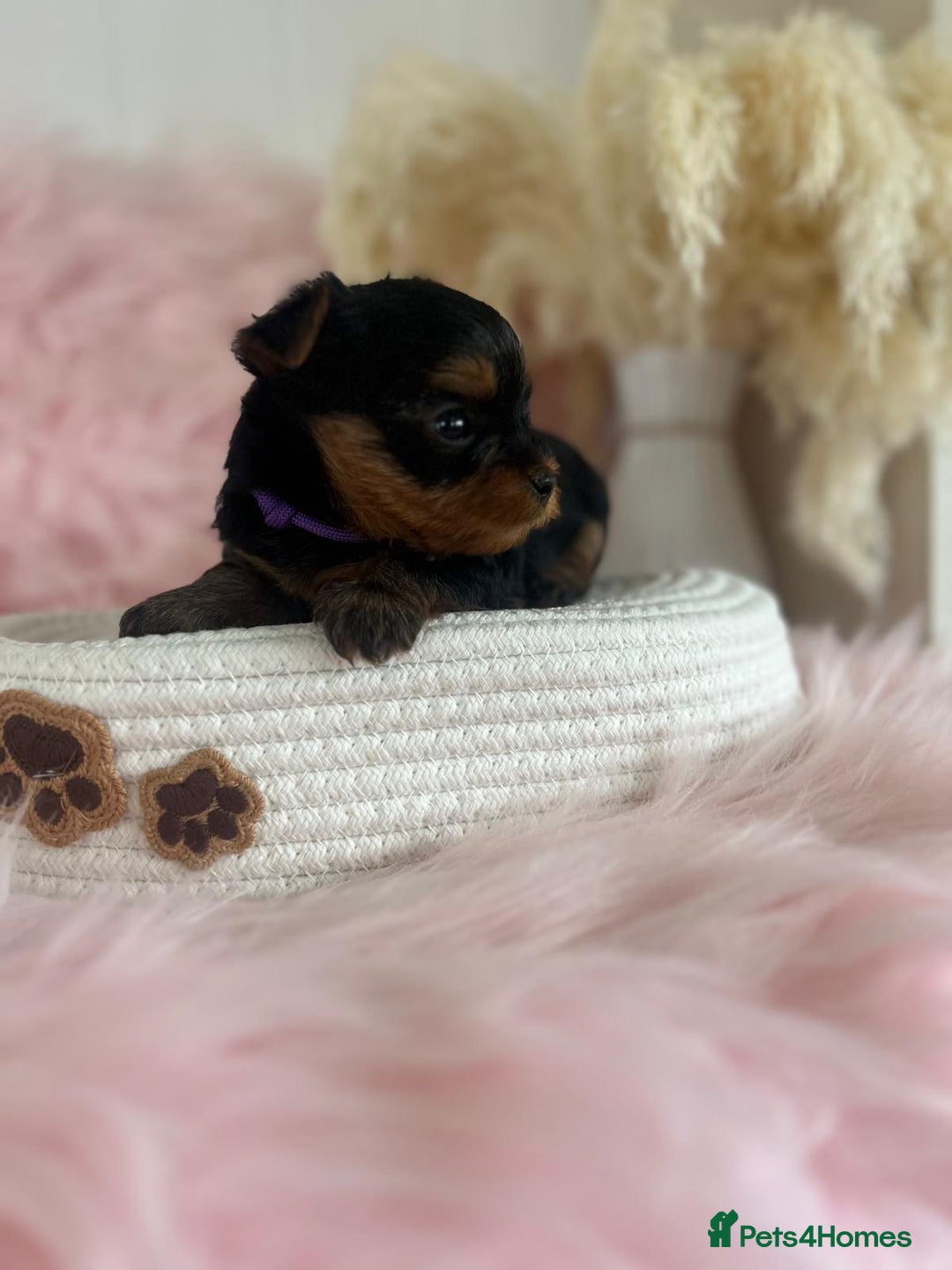 Yorkshire Terrier dogs for sale: 4 boys available  in London - Image 5