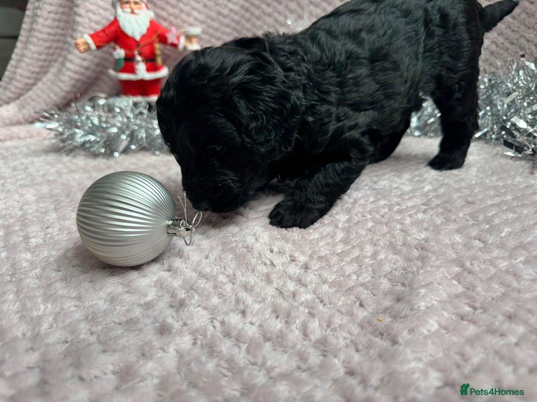 Labradoodle dogs for sale: Remaining boy Adorable Miniature Labradoodles left - Advert 21