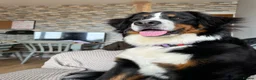 Bernese Mountain Dog dogs for sale: Kiara 11 month old Female Bernese Mountain Dog - Advert 8