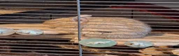 Degus rodents for sale: Trio of Sandy Female Degus - Advert 6