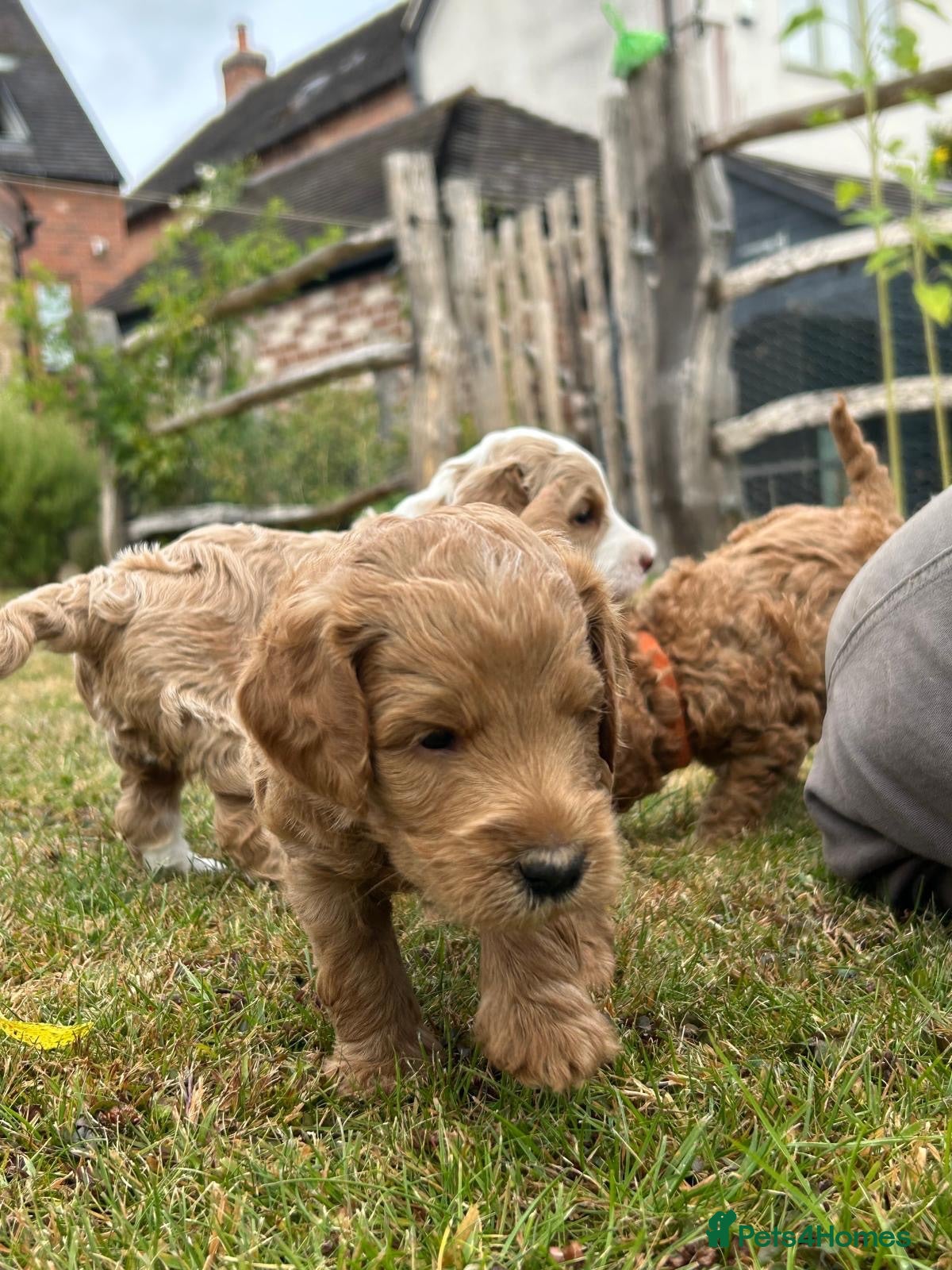 Mini Goldendoodle dogs Miniature Australian Double Doodles - Advert 2