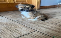 Lhasa Apso dogs for sale: Pure bred Lhasa apso pups  - Image 2