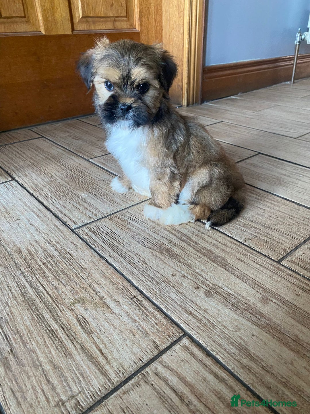 Lhasa Apso dogs for sale: Pure bred Lhasa apso pups  - Image 2