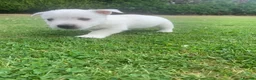 West Highland Terrier dogs for sale: 2 Westie Boys  - Advert 5