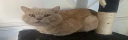 British Shorthair cats for sale: Cream male British shorthair  - Advert 1