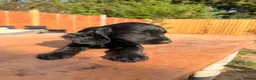 Cocker Spaniel dogs for sale: Working cocker spaniel puppies  - Advert 10