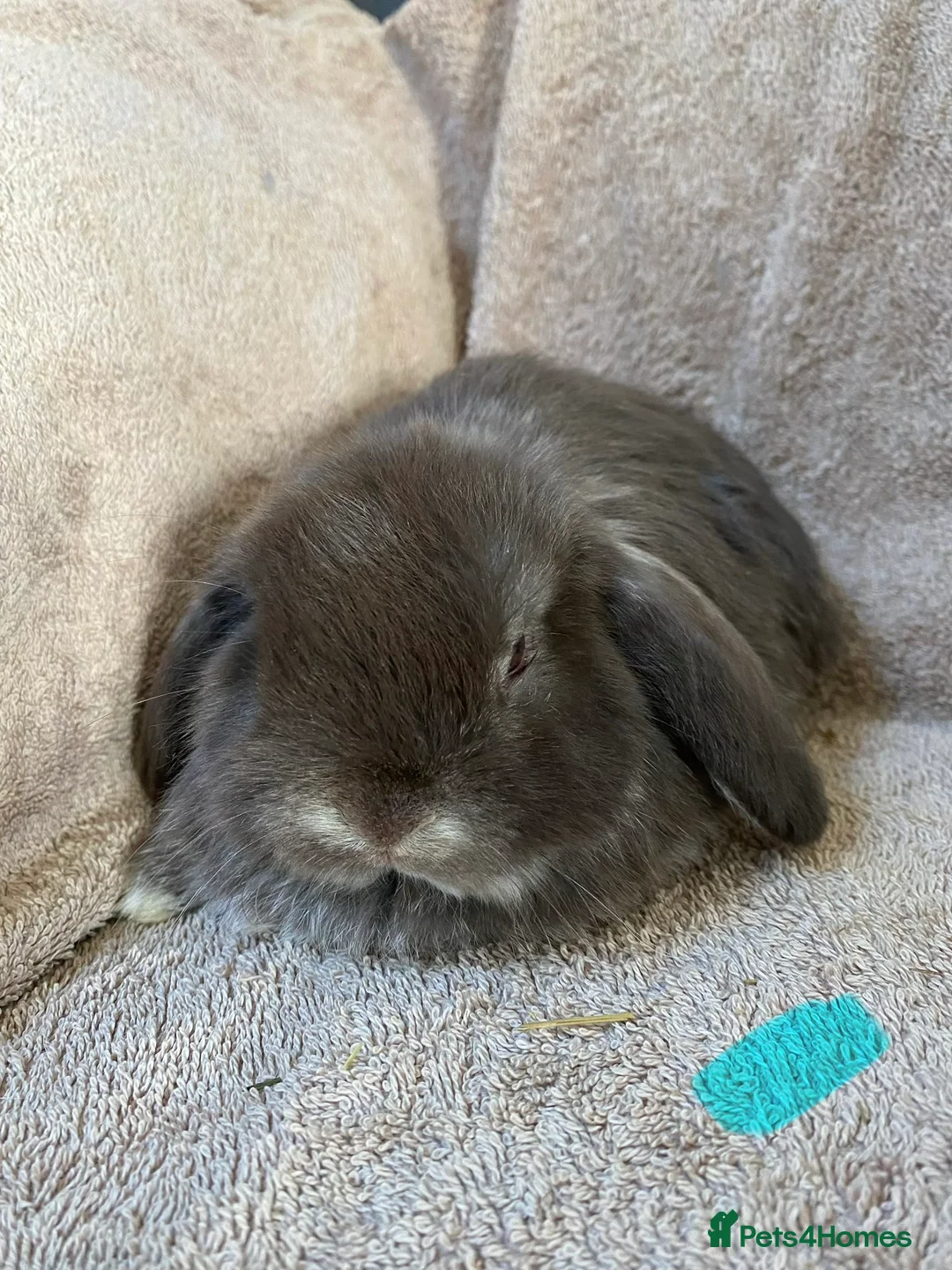 Mini Lop rabbits for sale: Mini lop litter. Includes chocolate. - Advert 3