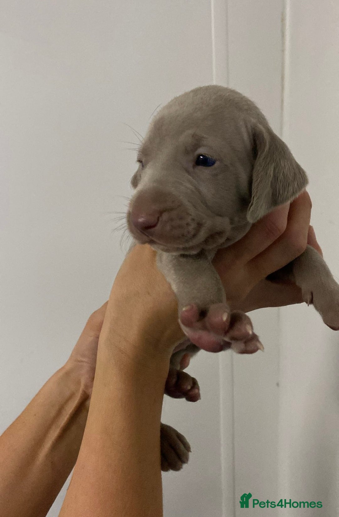 Weimaraner dogs for sale: 2 boys/2 girls available  - Image 5