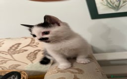 British Longhair cats for sale: Sweetie - Image 6