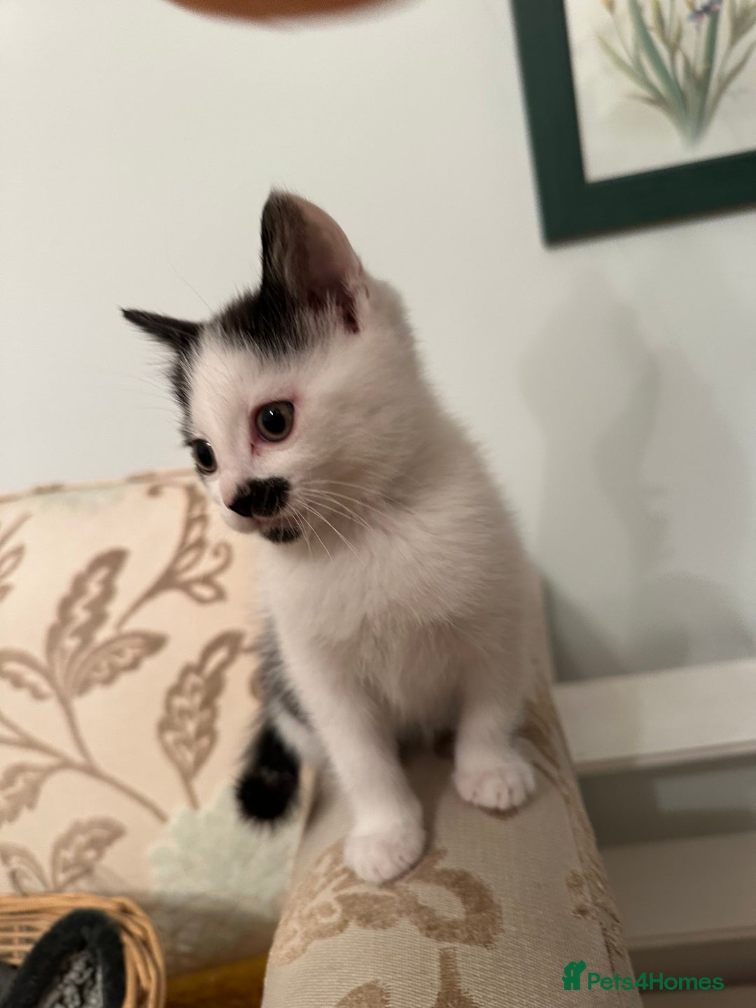 British Longhair cats for sale: Sweetie - Image 6