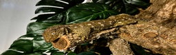 Gecko reptiles for sale: Giant Gecko (leachianus) + Setup - Advert 1