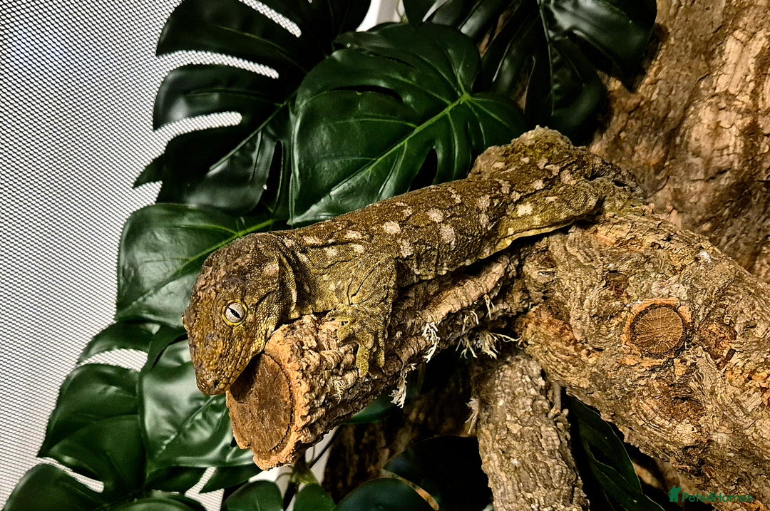 Gecko reptiles for sale: Giant Gecko (leachianus) + Setup - Advert 1