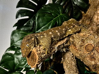 Gecko reptiles Giant Gecko (leachianus) + Setup - Advert 1