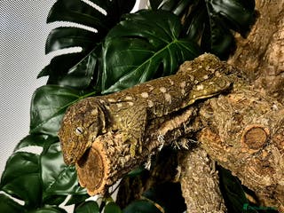 Gecko reptiles Giant Gecko (leachianus) + Setup - Advert 8