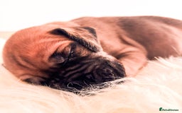 Great Dane dogs for sale: 🌟  Great Danes born 4th of August 2025 🌟 - Image 18
