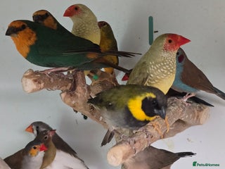 Finches birds Breeding finches & Chinese quail available!!! - Advert 1