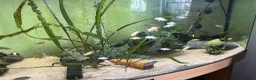 Cichlids fish for sale: Mixed African cichlids for sale in Folkestone - Advert 3