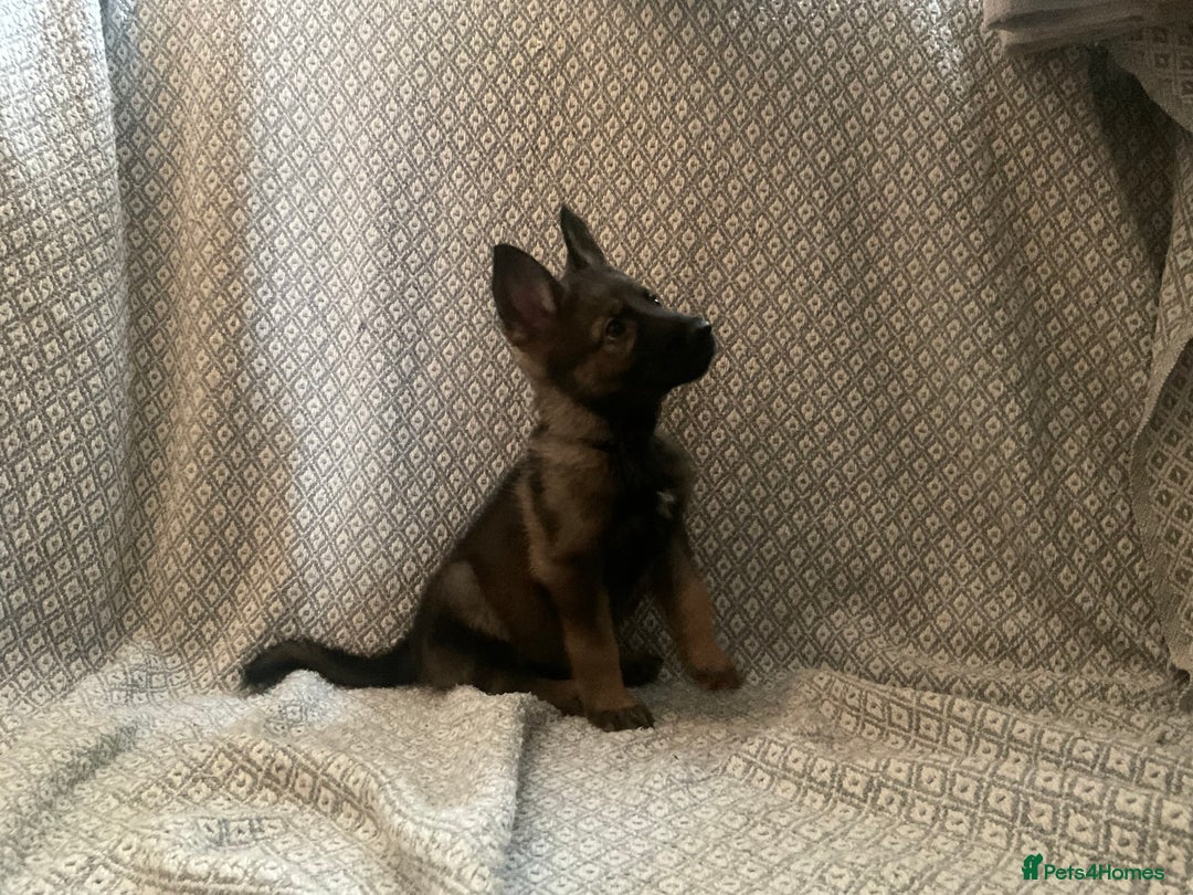 German Shepherd dogs for sale: Czech German Shepherd KC Registered puppies - Image 15