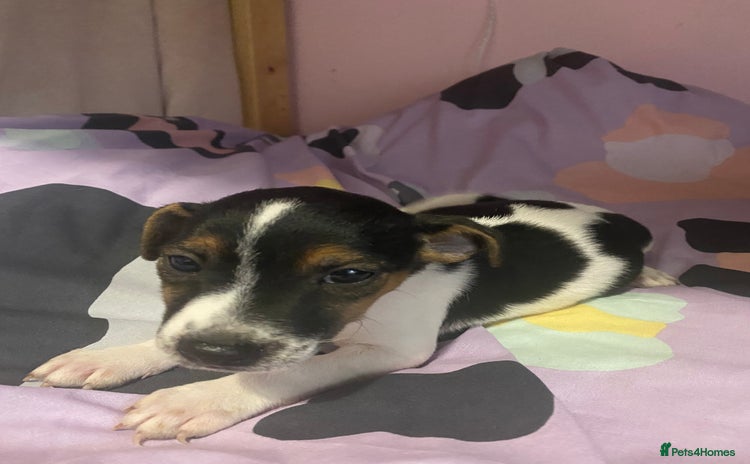 Jack Russell dogs - Advert 16
