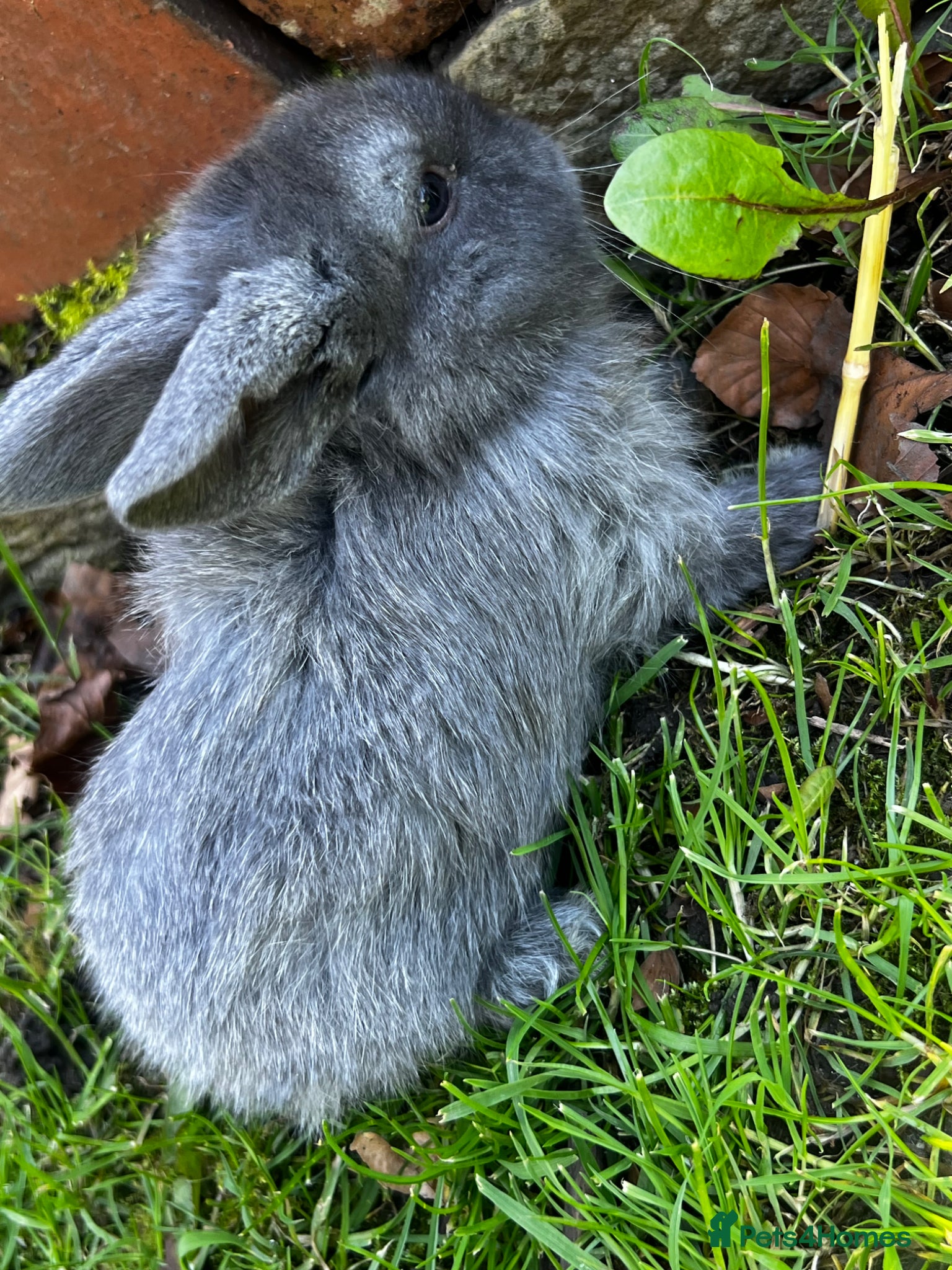 Mini Lop rabbits Mini loop - Advert 5