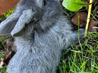 Mini Lop rabbits Mini loop - Advert 5