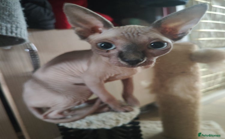 Sphynx cats - Advert 7