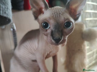 Sphynx cats - Advert 17