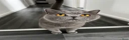 Scottish Fold cats for sale: New home needed for my Scottish fold Phoebe in Norwich - Advert 2