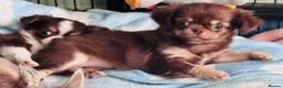 Chihuahua dogs for sale: Beautiful long coat puppies  - Advert 11