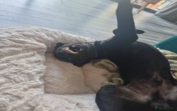 Mixed Breed dogs for sale: Lab-Staffy cross 8 months - Image 15
