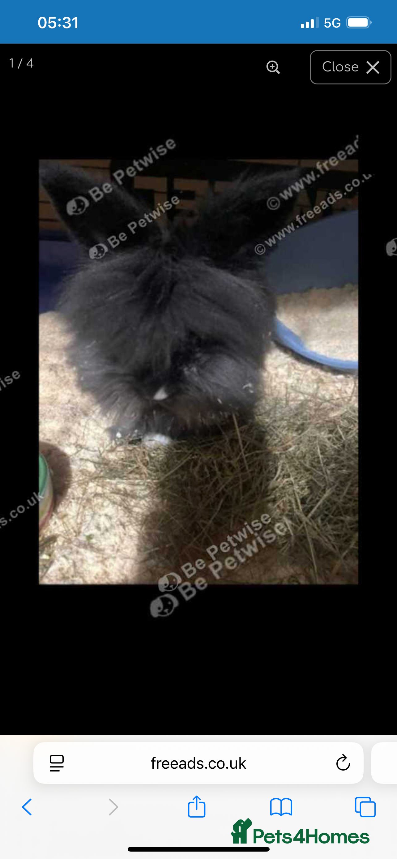 Lionhead rabbits Male Lionhead for sale  - Advert 18