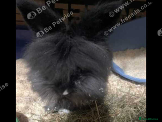 Lionhead rabbits Male Lionhead for sale - Advert 2