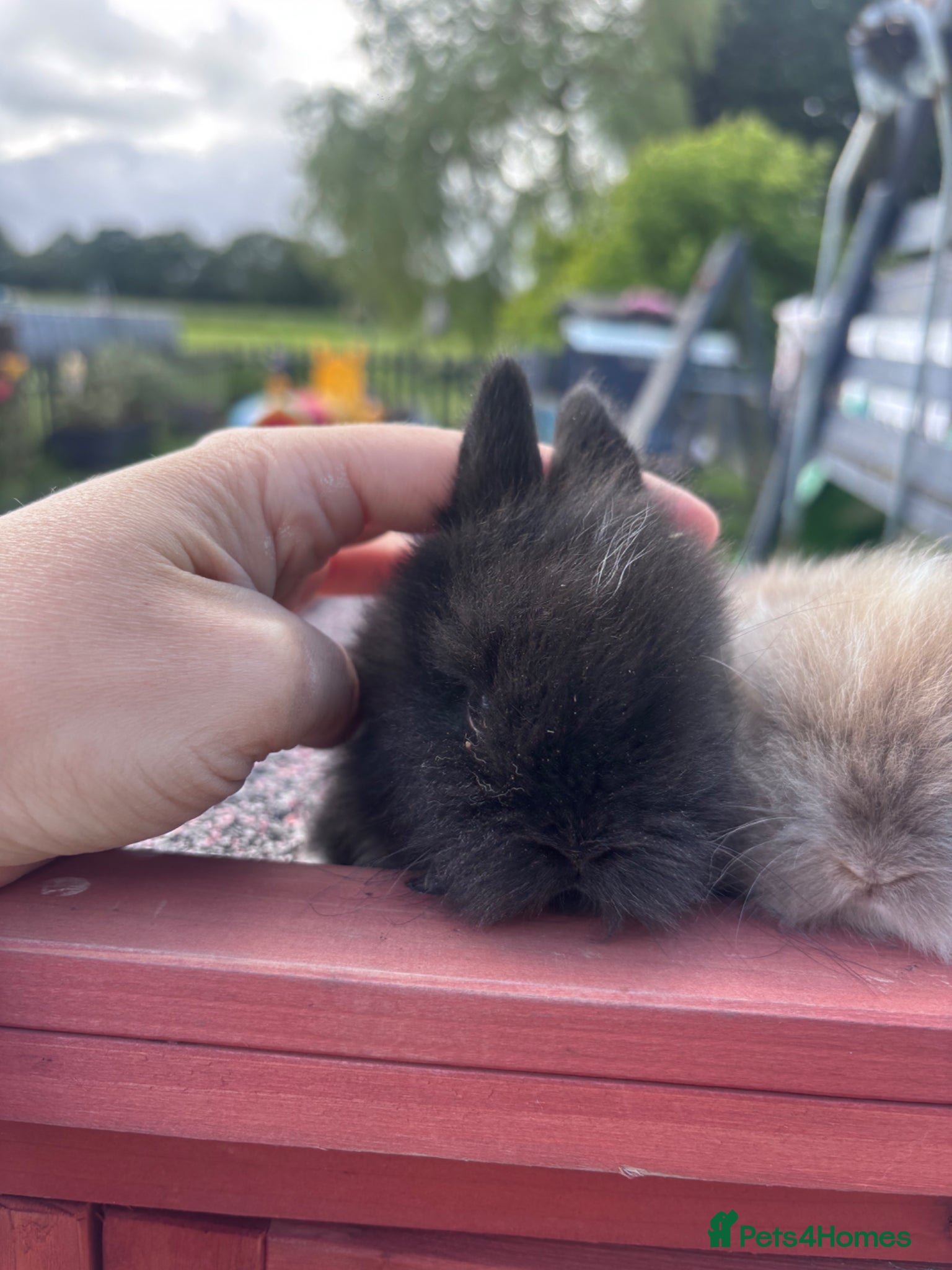Lionhead rabbits for sale: Stunning lion head bunnies for sale  - Advert 3
