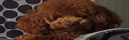Toy Poodle dogs for sale: Toy poodle  - Advert 3