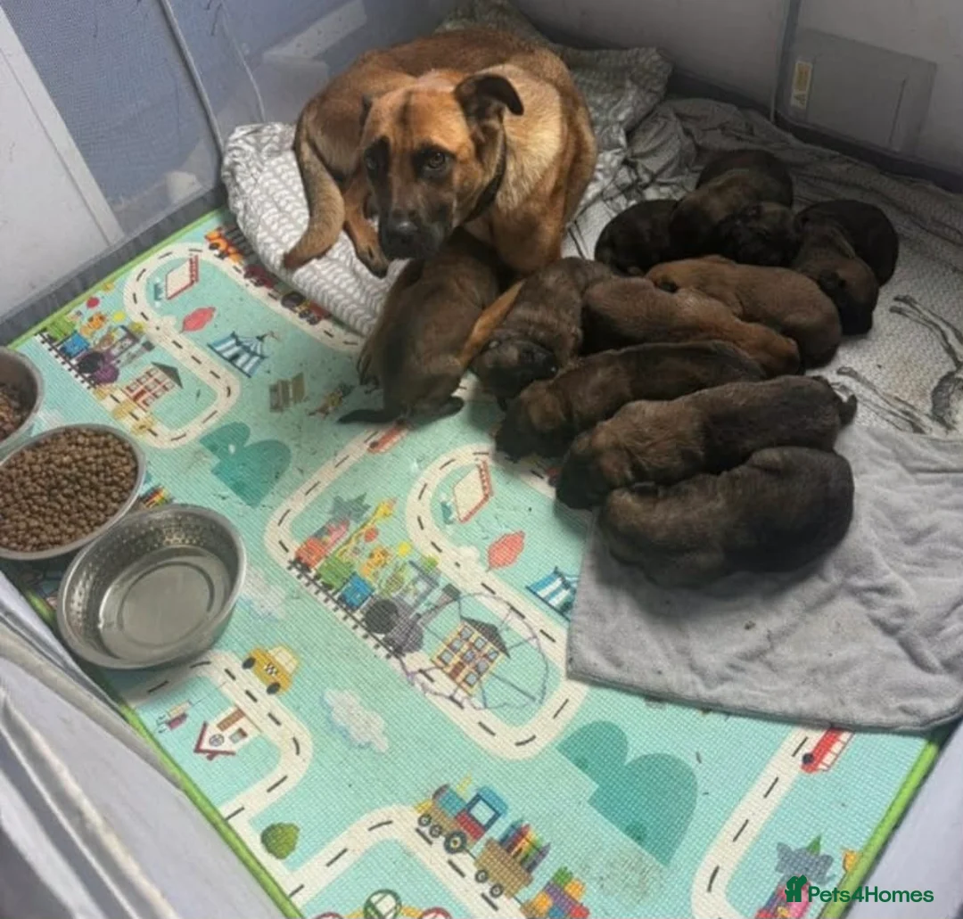 Belgian Shepherd Dog dogs for sale: Belgian Malinois in Newport - Advert 7