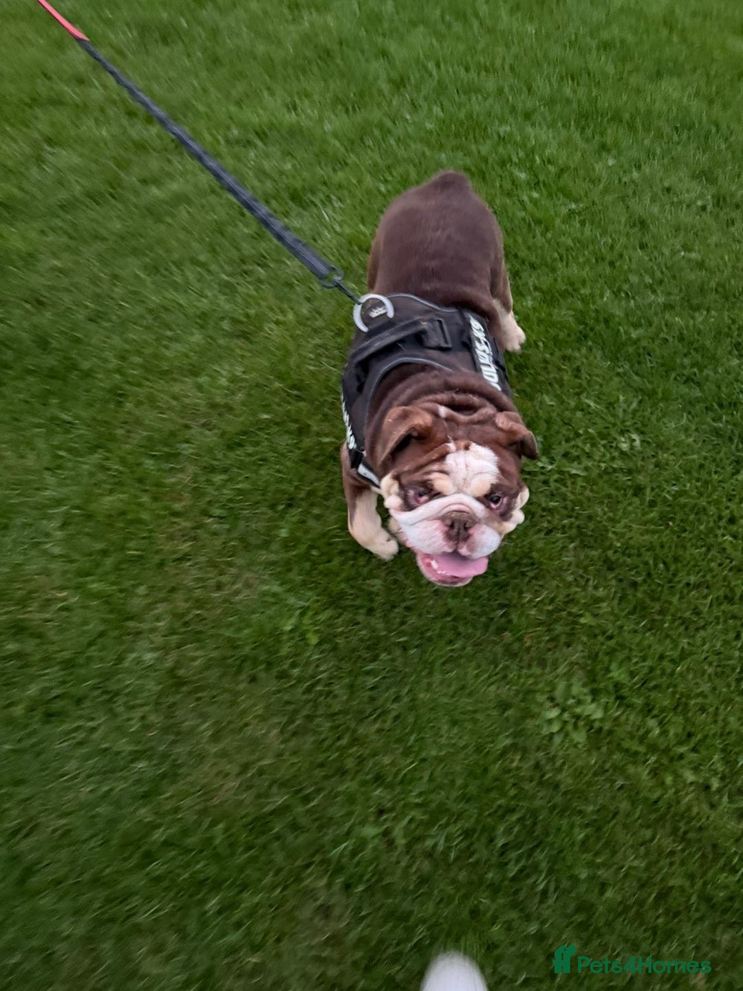 English Bulldog dogs for sale: Beautiful adult male English bulldog  - Image 4