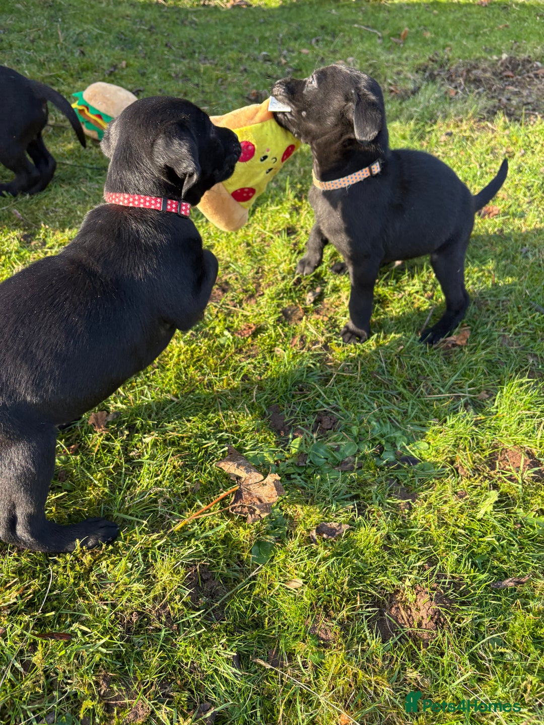 Labrador Retriever dogs for sale: Ready to leave now 3 gorgeous males pups left  - Advert 31