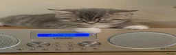 British Shorthair cats for sale: Adorable british shorthair x ragamuffin kittens - Advert 13