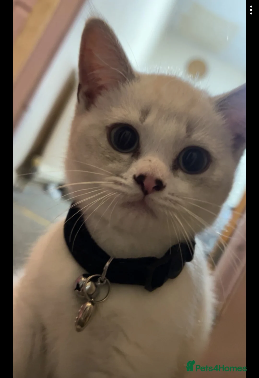 British Shorthair cats for sale: Beautiful white British shorthair - Advert 1